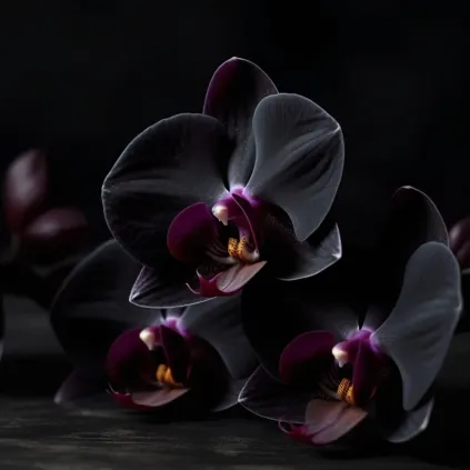 Fragrance Oil Black Orchid