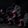 Fragrance Oil Black Orchid
